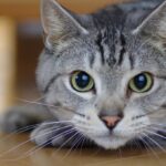 cat1