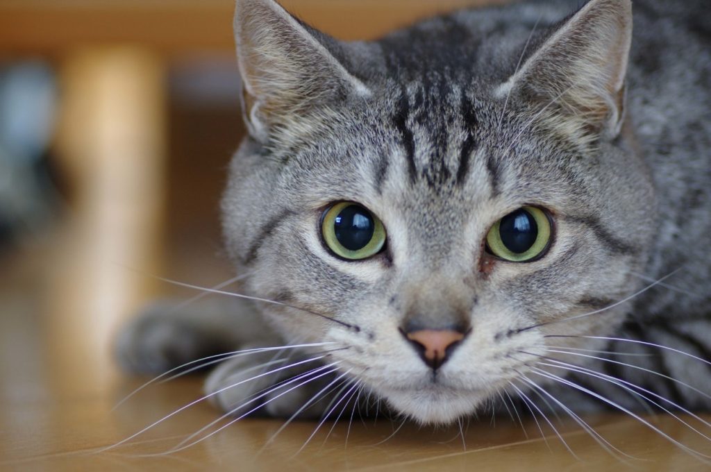 cat1