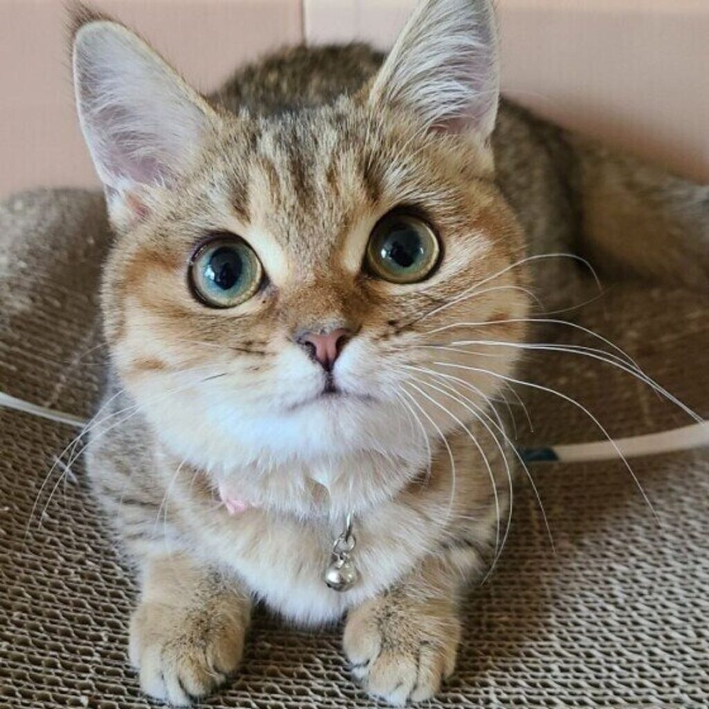 cat2